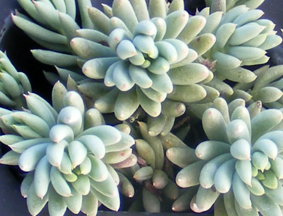 Sedum sediforme