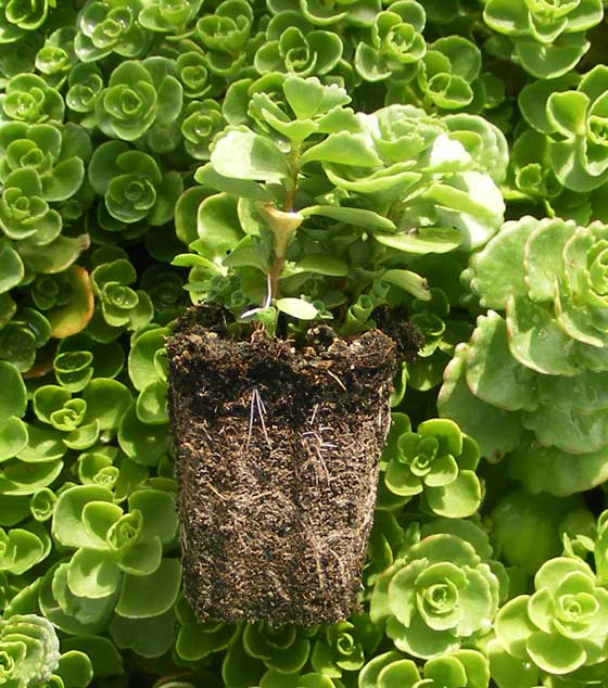 Sedum spureum