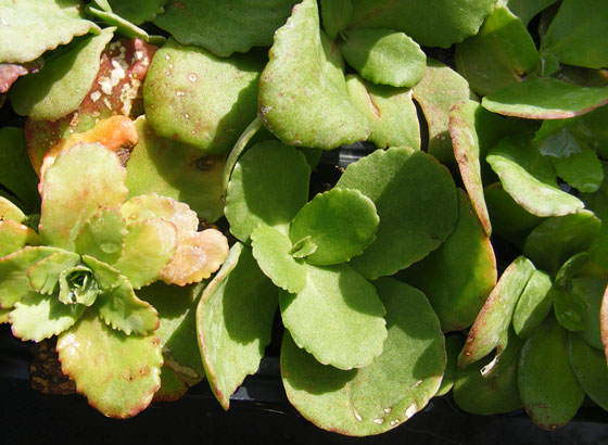 Sedum telephium