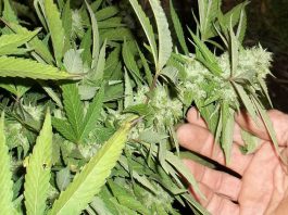 Semillas autoflorecientes de marihuana