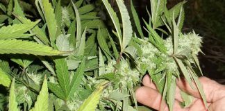 Semillas autoflorecientes de marihuana