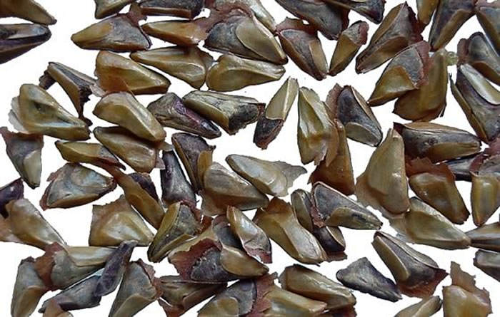 semillas de abies pinsapo