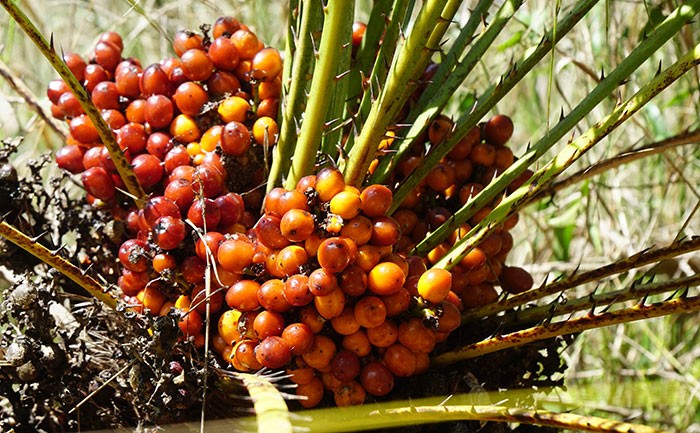 Chamaerops humilis