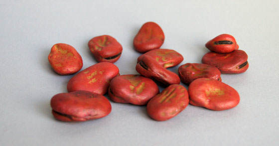 Semillas de habas, Vicia faba