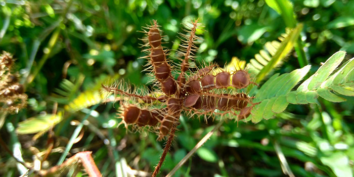 Semillas de Mimosa pudica