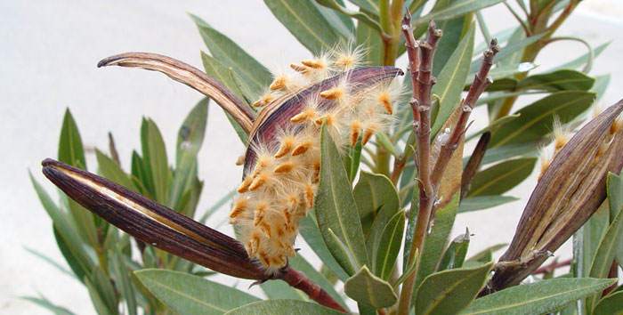 Semillas de Nerium oleander