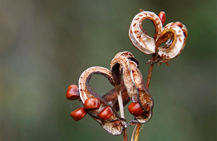 Semillas de plantas silvestres