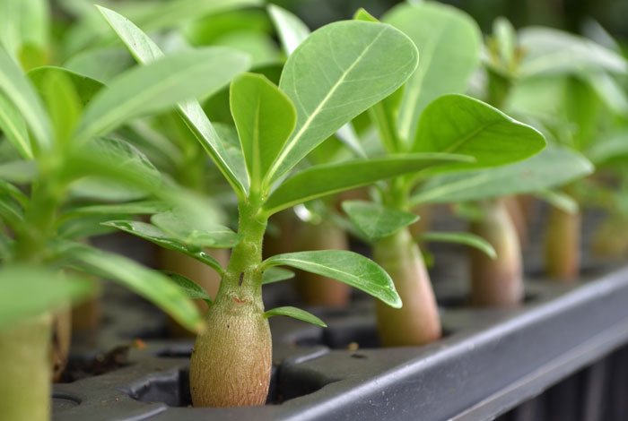 Semillero de Adenium obesum