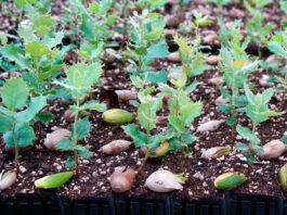 Semillero de forestales germinando