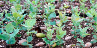 Semillero de forestales germinando