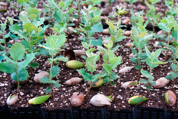 Germinación de las semillas forestales  Revista de Flores, Plantas,  Jardinería, Paisajismo y Medio ambiente