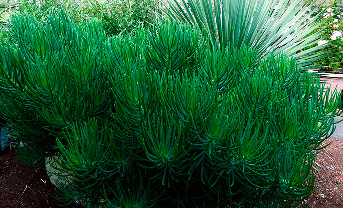 Senecio vitalis en el jardín