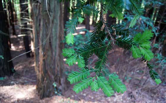 Sequoia sempervirens