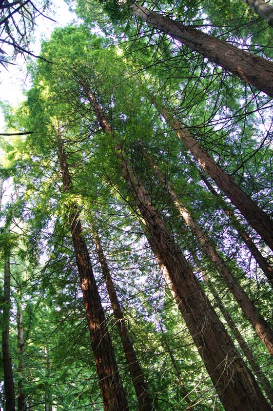 Sequoia sempervirens