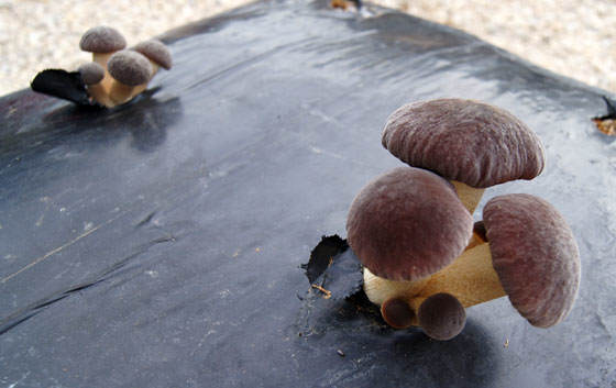 Setas de Chopo o Pholiota aegerita