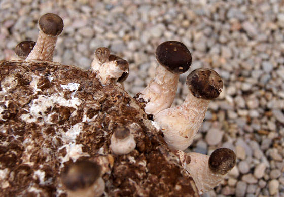 Setas ShiiTake o Lentinula Edodes