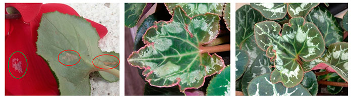 Síntomas del trips en hojas del Cyclamen