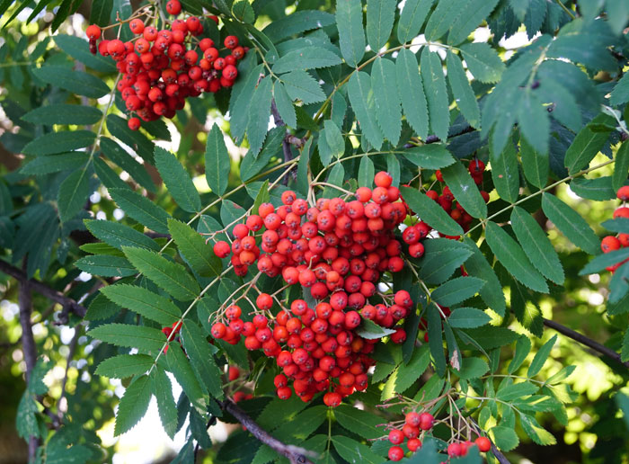 Sorbus aucuparia