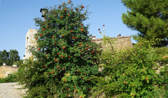 Sorbus aucuparia