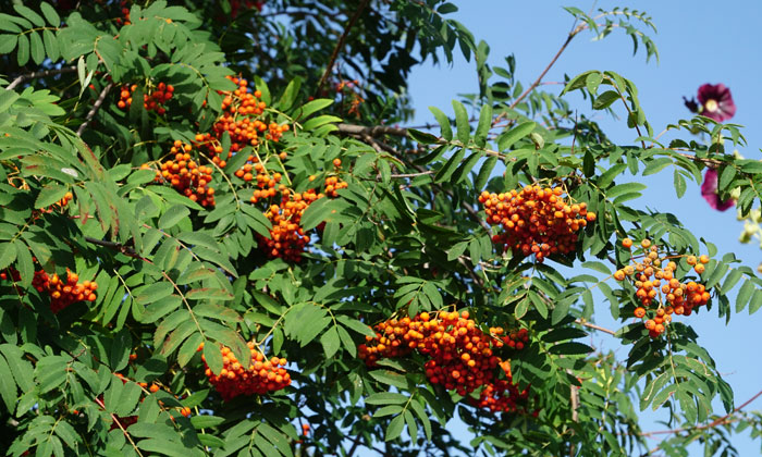 Sorbus aucuparia