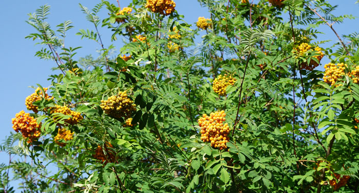 Sorbus aucuparia