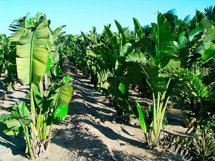 Plantas arbustivas | Revista de Flores, Plantas, Jardinería, Paisajismo y  Medio ambiente | Página 2