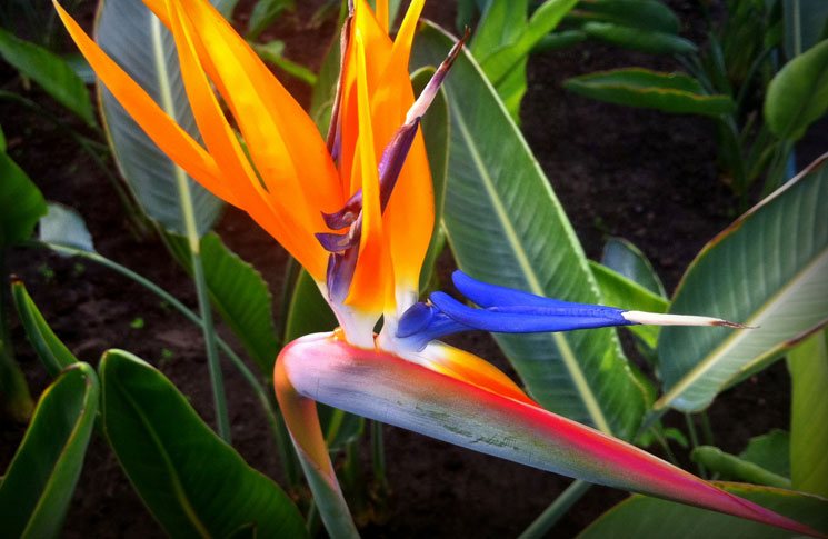 Strelitzia reginae | Revista de Flores, Plantas, Jardinería, Paisajismo y  Medio ambiente