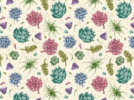 Plantas suculentas ilustradas por Enisaurus