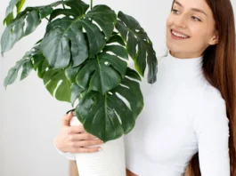 Sustrato de plantación de plantas de interior de hojas verdes