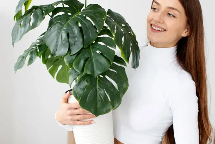 Sustrato de plantación de plantas de interior de hojas verdes