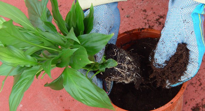 Sustratos para jardinería