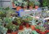 Sustratos para cactus