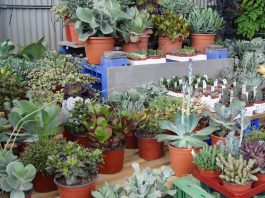 Sustratos para cactus