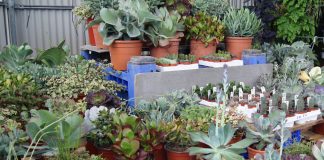 Sustratos para cactus
