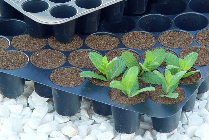 recipiente para repr maceteros para cultivo interior Bandejas de semillas 