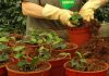 Sustrato para ficus benjamina