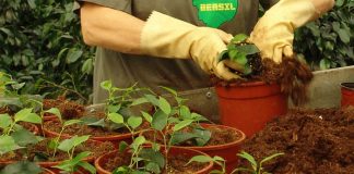Sustrato para ficus benjamina