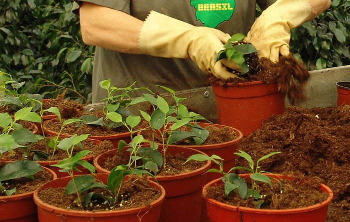 Sustrato para ficus benjamina