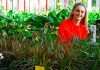 Sustrato para plantas de interior