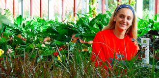 Sustrato para plantas de interior