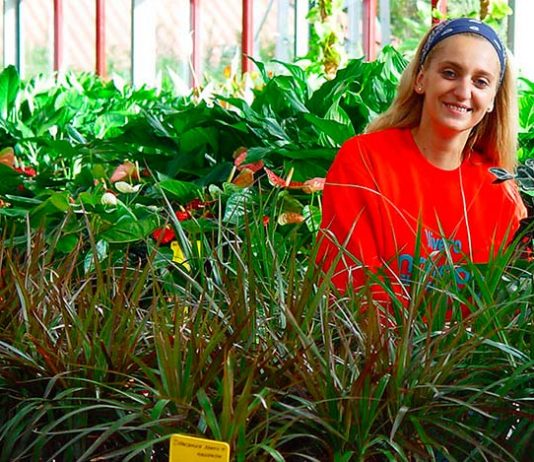 Sustrato para plantas de interior