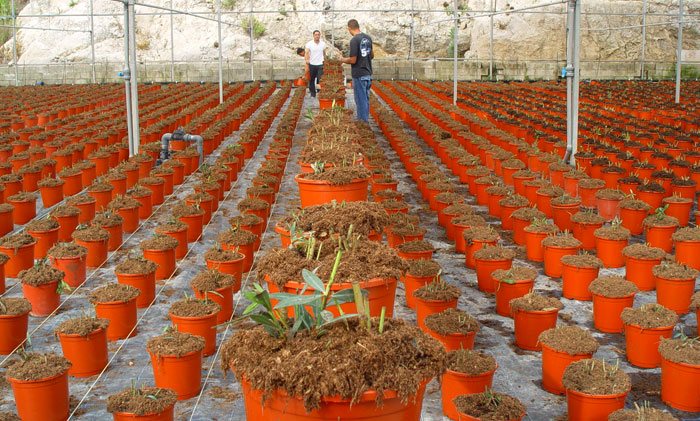 Sustrato para plantas ornamentales mediterráneas