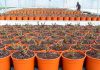 Sustrato para plantas ornamentales mediterráneas