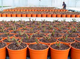 Sustrato para plantas ornamentales mediterráneas