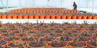Sustrato para plantas ornamentales mediterráneas
