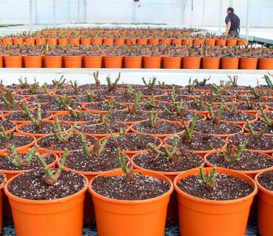 Sustrato para plantas ornamentales mediterráneas
