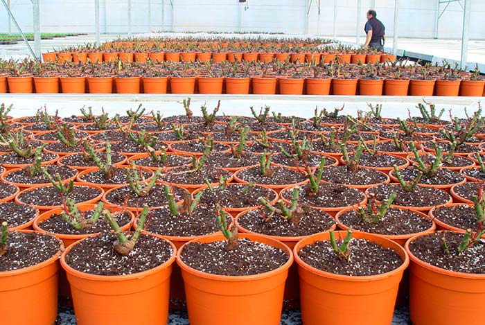 Semillas Batlle para huerto urbano y horticultura sostenible