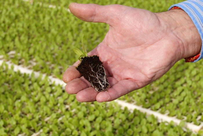 bloque de nutrientes comprimidos para sembrar semillas de barro comprimido barro de semillero 3 cm de diámetro suministros de jardinería de tierra 