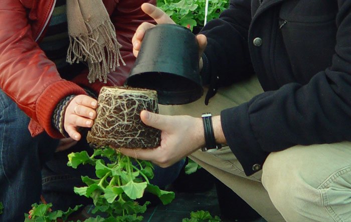 Sustratos para plantas en maceta