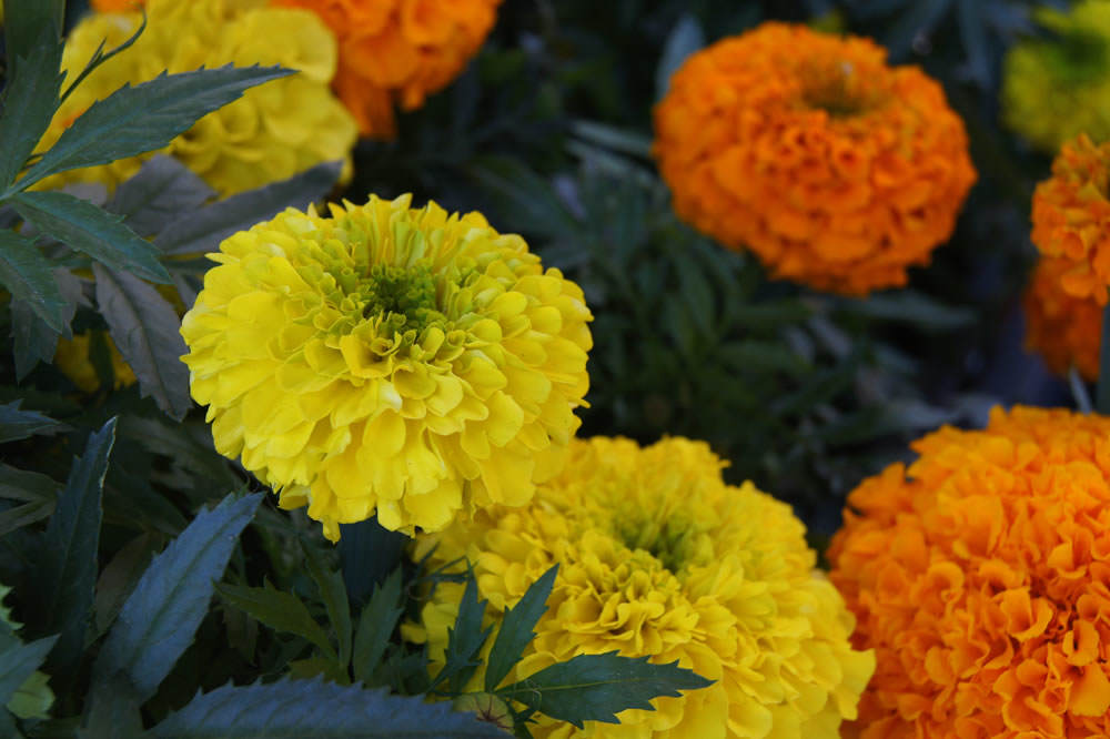 Tagetes